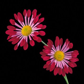 Color Botanicals - Chrysanthemum